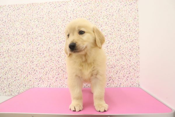 愛知県のゴールデンレトリバー (ペットショッププチマリア イオンタウン弥富店/2026年5月6日生まれ/女の子/ゴールデンカラー)の子犬の3枚目の画像