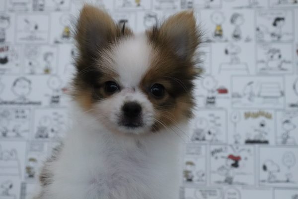 三重県のポメチワ/チワポメ/ポメチー(ポメラニアン×チワワ) (ペットショッププチマリア　イオンタウン松阪船江店/2026年4月21日生まれ/男の子/パーティーカラー)の子犬の1枚目の画像