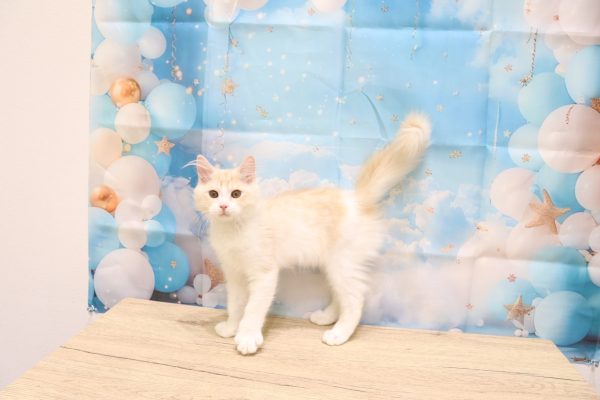 愛知県のマンチカン (ペットショッププチマリア 一宮イオンモール木曽川キリオ店/2026年4月6日生まれ/男の子/レッドタビーホワイト)の子猫の3枚目の画像