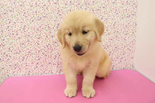 愛知県のゴールデンレトリバー (ペットショッププチマリア イオンタウン弥富店/2026年5月6日生まれ/女の子/ゴールデンカラー)の子犬の2枚目の画像