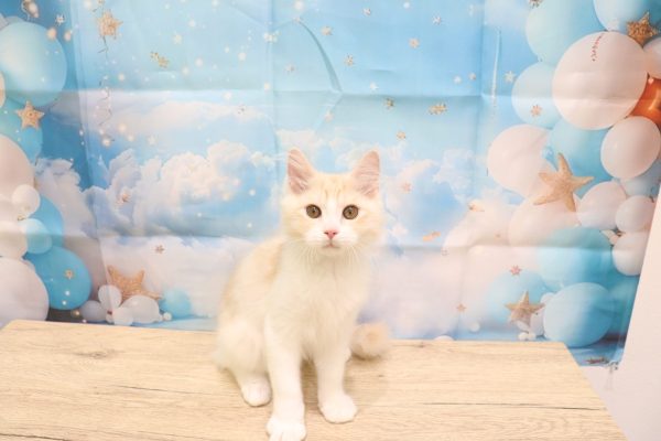 愛知県のマンチカン (ペットショッププチマリア 一宮イオンモール木曽川キリオ店/2026年4月6日生まれ/男の子/レッドタビーホワイト)の子猫の2枚目の画像