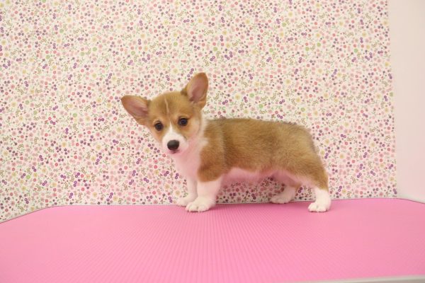 愛知県のウェルシュコーギーペンブローク (ペットショッププチマリア イオンタウン弥富店/2026年5月1日生まれ/女の子/レッドホワイト)の子犬の4枚目の画像