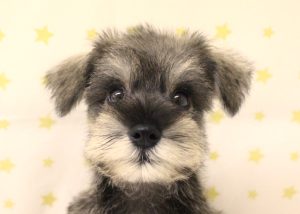 ミニチュアシュナウザー