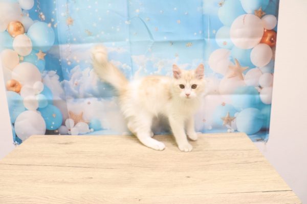 愛知県のマンチカン (ペットショッププチマリア 一宮イオンモール木曽川キリオ店/2026年4月6日生まれ/男の子/レッドタビーホワイト)の子猫の4枚目の画像