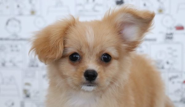 ミックス（ハーフ犬）
