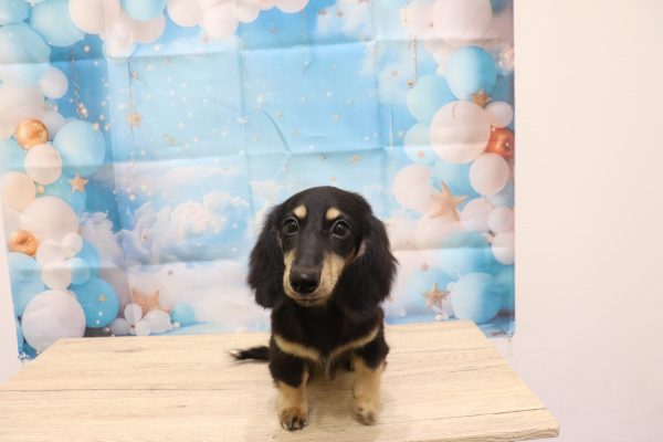 愛知県のミニチュアダックスフンド(ロング) (ペットショッププチマリア 一宮イオンモール木曽川キリオ店/2026年3月7日生まれ/男の子/ブラックタン)の子犬の2枚目の画像