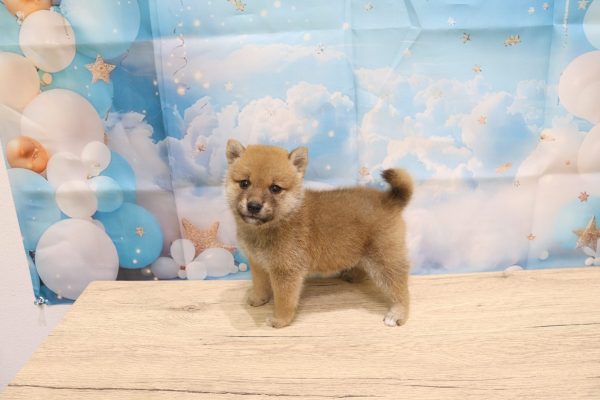 愛知県の豆柴 (ペットショッププチマリア 一宮イオンモール木曽川キリオ店/2026年5月14日生まれ/女の子/赤)の子犬の4枚目の画像