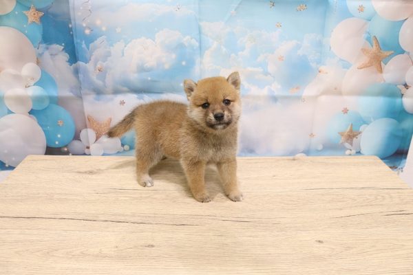 愛知県の豆柴 (ペットショッププチマリア 一宮イオンモール木曽川キリオ店/2026年5月14日生まれ/女の子/赤)の子犬の3枚目の画像