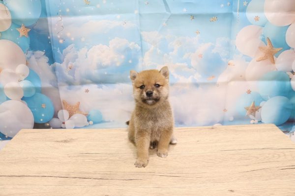 愛知県の豆柴 (ペットショッププチマリア 一宮イオンモール木曽川キリオ店/2026年5月14日生まれ/女の子/赤)の子犬の2枚目の画像