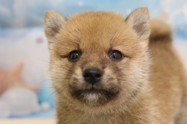 愛知県の豆柴 (ペットショッププチマリア 一宮イオンモール木曽川キリオ店/2026年5月14日生まれ/女の子/赤)の子犬の1枚目の画像