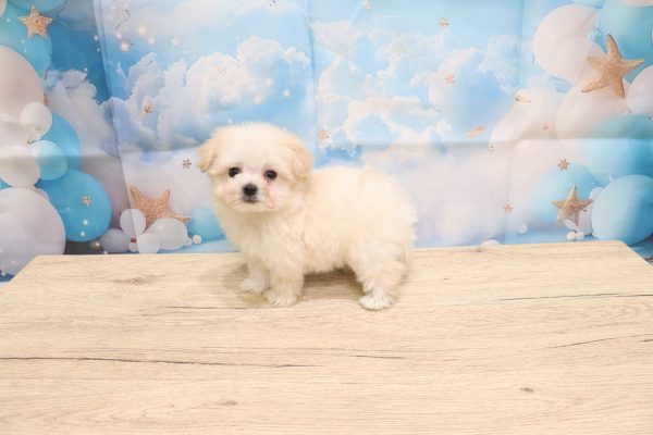 愛知県のマルプー(マルチーズ×プードル) (ペットショッププチマリア 一宮イオンモール木曽川キリオ店/2026年5月11日生まれ/男の子/クリーム)の子犬の4枚目の画像