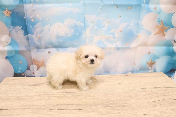 愛知県のマルプー(マルチーズ×プードル) (ペットショッププチマリア 一宮イオンモール木曽川キリオ店/2026年5月11日生まれ/男の子/クリーム)の子犬の3枚目の画像