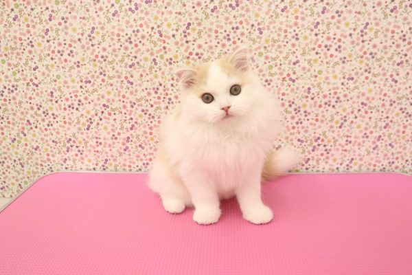 愛知県のスコティッシュフォールド (ペットショッププチマリア イオンタウン弥富店/2026年3月22日生まれ/男の子/クリームタビーホワイト)の子猫の4枚目の画像