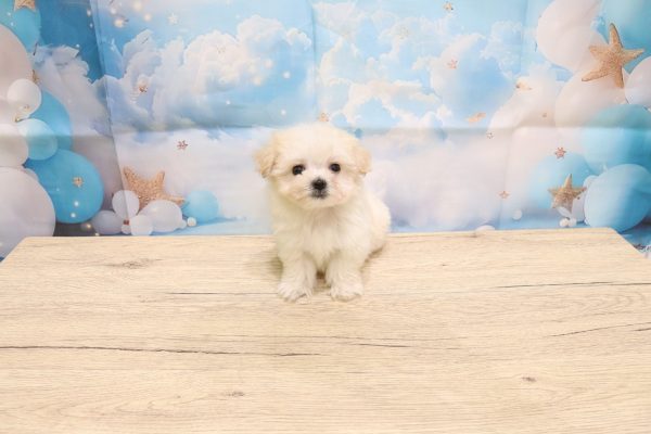 愛知県のマルプー(マルチーズ×プードル) (ペットショッププチマリア 一宮イオンモール木曽川キリオ店/2026年5月11日生まれ/男の子/クリーム)の子犬の2枚目の画像