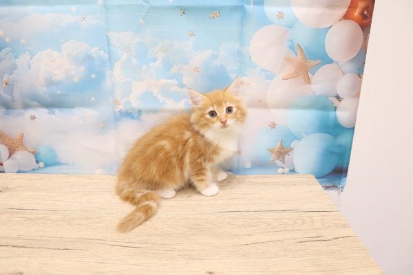 愛知県のノルウェージャンフォレストキャット (ペットショッププチマリア 一宮イオンモール木曽川キリオ店/2026年5月20日生まれ/女の子/レッドタビーホワイト)の子猫の3枚目の画像