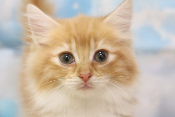 ノルウェージャンフォレストキャット