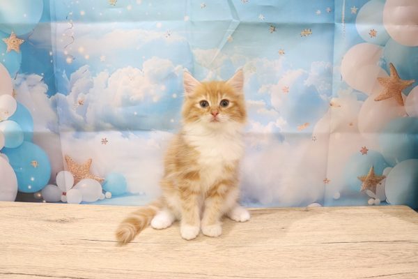愛知県のノルウェージャンフォレストキャット (ペットショッププチマリア 一宮イオンモール木曽川キリオ店/2026年5月20日生まれ/女の子/レッドタビーホワイト)の子猫の2枚目の画像