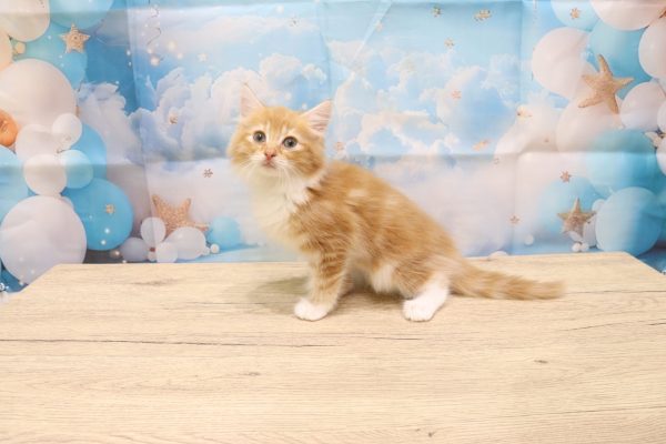 愛知県のノルウェージャンフォレストキャット (ペットショッププチマリア 一宮イオンモール木曽川キリオ店/2026年5月20日生まれ/女の子/レッドタビーホワイト)の子猫の4枚目の画像