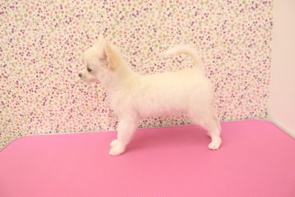 愛知県のチワワ(ロング) (ペットショッププチマリア イオンタウン弥富店/2026年4月8日生まれ/女の子/クリーム)の子犬の4枚目の画像