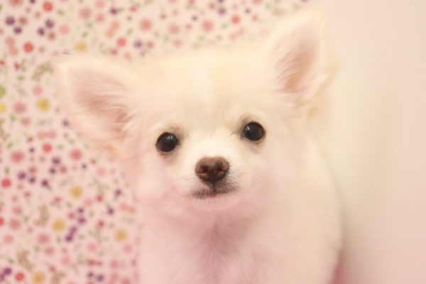 愛知県のチワワ(ロング) (ペットショッププチマリア イオンタウン弥富店/2026年4月8日生まれ/女の子/クリーム)の子犬の1枚目の画像