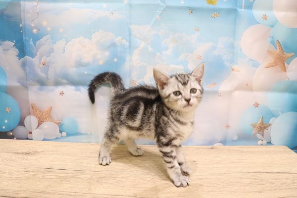 愛知県のアメリカンショートヘアー (ペットショッププチマリア 一宮イオンモール木曽川キリオ店/2026年5月20日生まれ/女の子/シルバータビー)の子猫の3枚目の画像