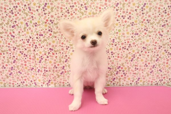 愛知県のチワワ(ロング) (ペットショッププチマリア イオンタウン弥富店/2026年4月8日生まれ/女の子/クリーム)の子犬の2枚目の画像