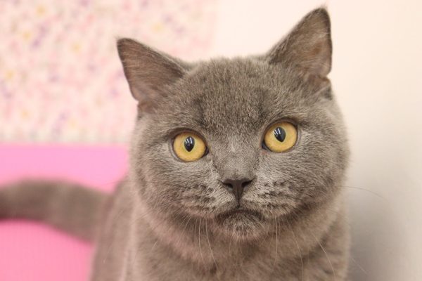 ブリティッシュ