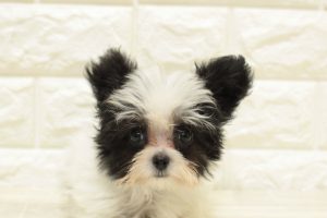 ミックス（ハーフ犬）