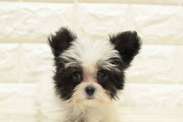 ミックス（ハーフ犬）