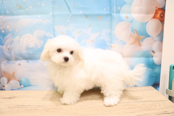 愛知県のマルチーズ (ペットショッププチマリア 一宮イオンモール木曽川キリオ店/2026年4月5日生まれ/女の子/ホワイト)の子犬の4枚目の画像