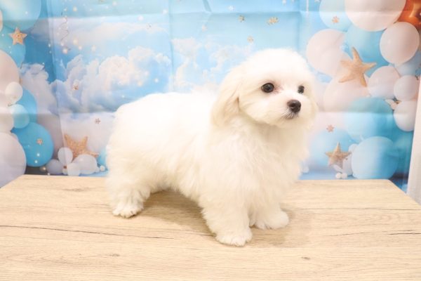 愛知県のマルチーズ (ペットショッププチマリア 一宮イオンモール木曽川キリオ店/2026年4月5日生まれ/女の子/ホワイト)の子犬の3枚目の画像