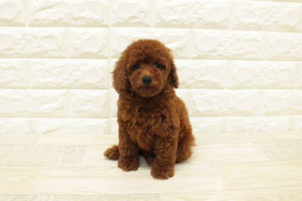 神奈川県のトイプードル(トイ) (ペットショッププチマリア 横浜港北センター南店/2026年4月25日生まれ/女の子/レッドフォーン)の子犬の2枚目の画像