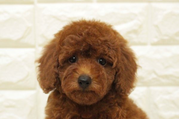 神奈川県のトイプードル(トイ) (ペットショッププチマリア 横浜港北センター南店/2026年4月25日生まれ/女の子/レッドフォーン)の子犬の1枚目の画像