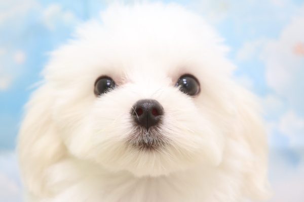 愛知県のマルチーズ (ペットショッププチマリア 一宮イオンモール木曽川キリオ店/2026年4月5日生まれ/女の子/ホワイト)の子犬の1枚目の画像