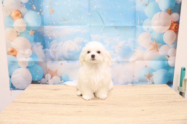 愛知県のマルチーズ (ペットショッププチマリア 一宮イオンモール木曽川キリオ店/2026年4月5日生まれ/女の子/ホワイト)の子犬の2枚目の画像