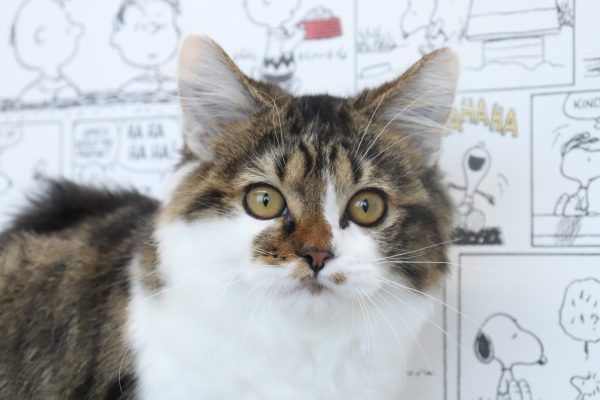 マンチカン