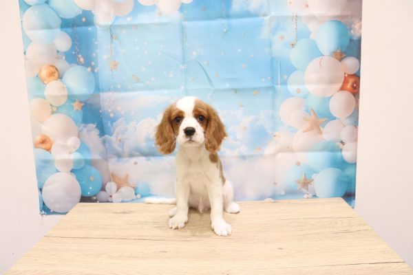 愛知県のキャバリアキングチャールズスパニエル (ペットショッププチマリア 一宮イオンモール木曽川キリオ店/2026年4月15日生まれ/男の子/ブレンハイム)の子犬の2枚目の画像