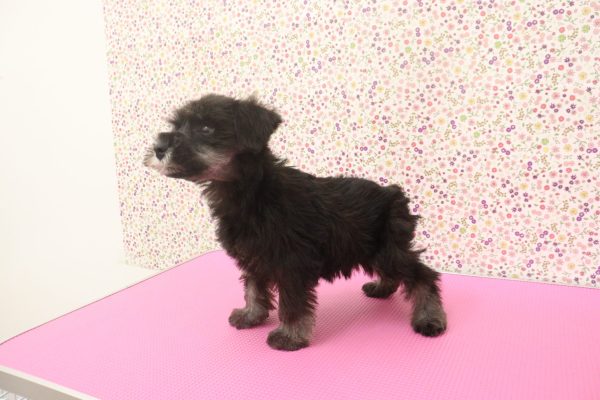 愛知県のミニチュアシュナウザー (ペットショッププチマリア イオンタウン弥富店/2026年5月9日生まれ/男の子/ソルトペッパー)の子犬の4枚目の画像
