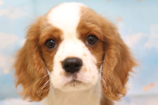 愛知県のキャバリアキングチャールズスパニエル (ペットショッププチマリア 一宮イオンモール木曽川キリオ店/2026年4月15日生まれ/男の子/ブレンハイム)の子犬の1枚目の画像