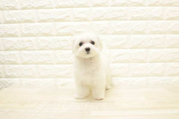 神奈川県のマルチーズ (ペットショッププチマリア 横浜港北センター南店/2026年3月15日生まれ/男の子/ホワイト)の子犬の2枚目の画像