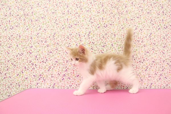 愛知県のメインクーン (ペットショッププチマリア イオンタウン弥富店/2026年5月13日生まれ/男の子/クリームタビーホワイト)の子猫の3枚目の画像