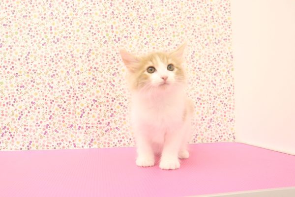 愛知県のメインクーン (ペットショッププチマリア イオンタウン弥富店/2026年5月13日生まれ/男の子/クリームタビーホワイト)の子猫の4枚目の画像