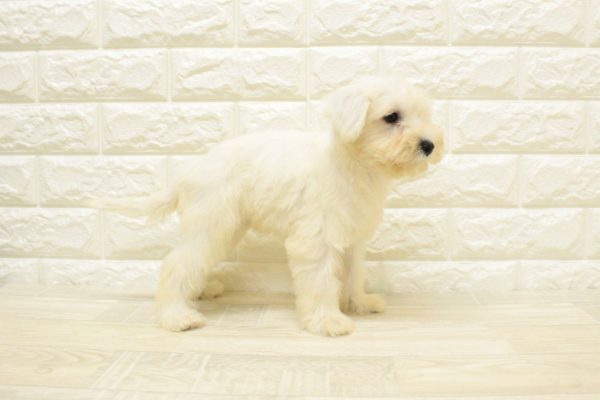 神奈川県のミニチュアシュナウザー (ペットショッププチマリア 横浜港北センター南店/2026年4月28日生まれ/女の子/ホワイト)の子犬の4枚目の画像