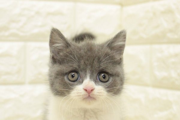 ブリティッシュ