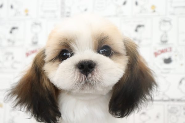 シーズー