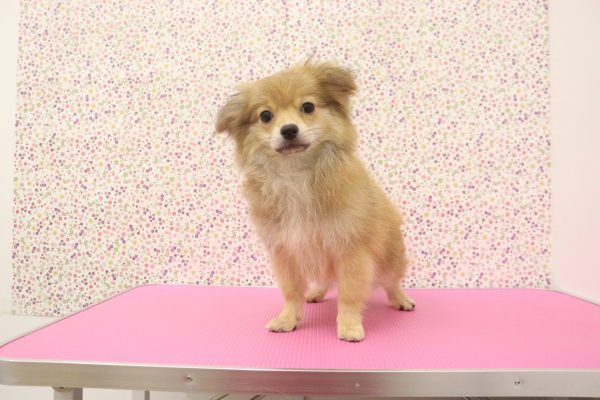 愛知県のポメチワ/チワポメ/ポメチー(ポメラニアン×チワワ) (ペットショッププチマリア イオンタウン弥富店/2026年4月1日生まれ/女の子/レッド)の子犬の4枚目の画像