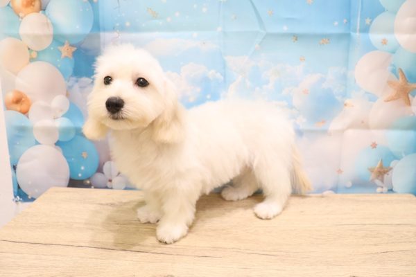 愛知県のマルックス(マルチーズ×ダックス) (ペットショッププチマリア 一宮イオンモール木曽川キリオ店/2026年3月3日生まれ/男の子/ホワイト)の子犬の3枚目の画像
