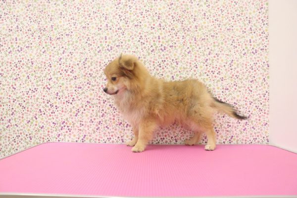 愛知県のポメチワ/チワポメ/ポメチー(ポメラニアン×チワワ) (ペットショッププチマリア イオンタウン弥富店/2026年4月1日生まれ/女の子/レッド)の子犬の3枚目の画像