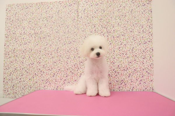 愛知県のビションフリーゼ (ペットショッププチマリア イオンタウン弥富店/2026年3月29日生まれ/男の子/ホワイト)の子犬の4枚目の画像