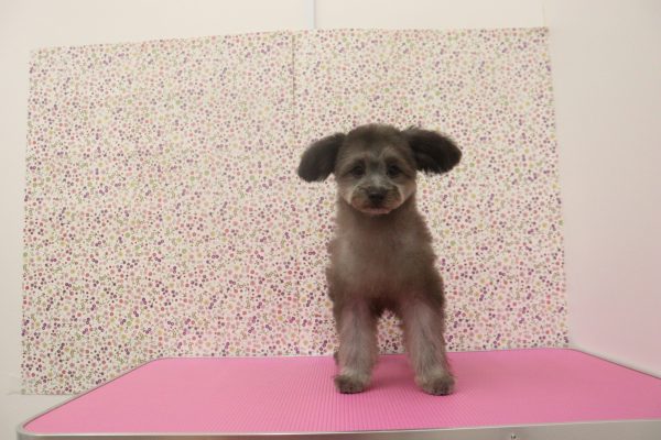 愛知県のポメプー(ポメラニアン×プードル) (ペットショッププチマリア イオンタウン弥富店/2026年2月28日生まれ/男の子/ブラック)の子犬の4枚目の画像